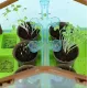 Набор для опытов домашняя теплица Home made plant Игровой набор теплица для выращивания растений с семенами
